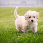 Dog Poop Pickup in Independence Michigan