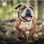 Dog Poop Pickup in Independence Michigan