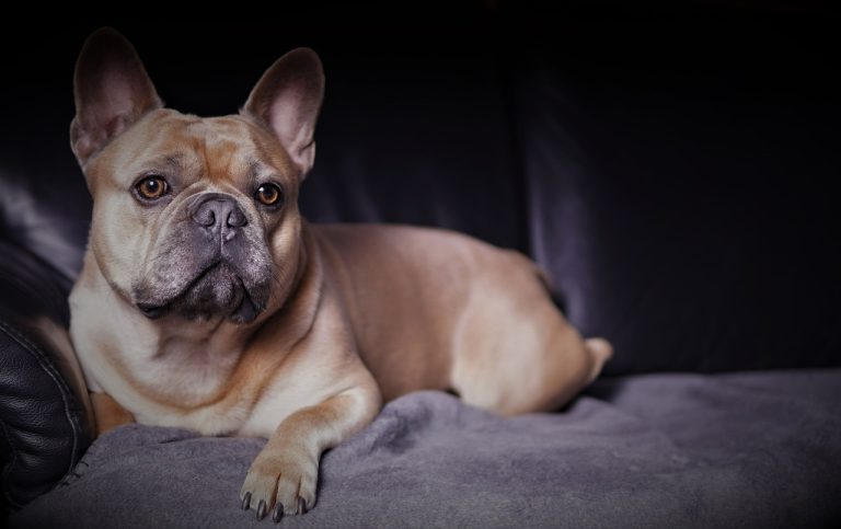 Dog Poop Pickup in Independence Michigan